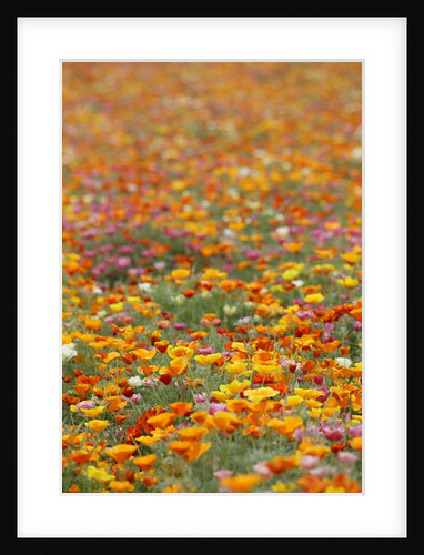Field of Mission Bells by Anonymous