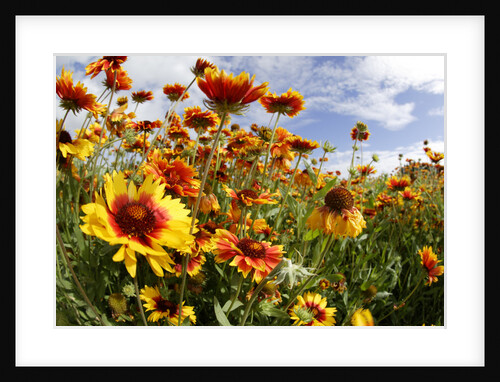 Blanket Flowers by Anonymous
