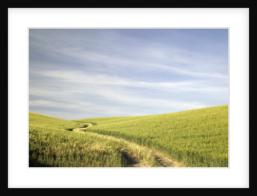 Path Through Wheatfield by Anonymous