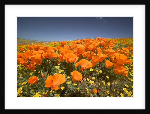 California Poppies by Anonymous