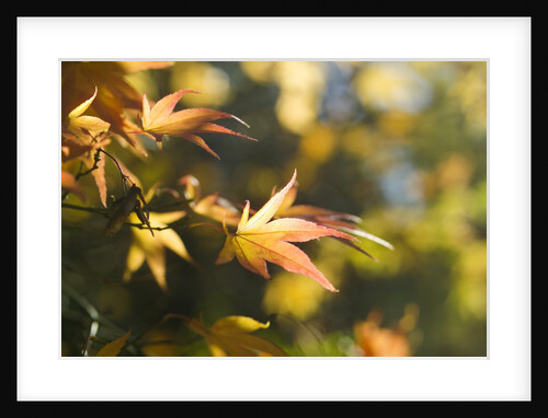 Japanese Maple Leaves in Autumn by Anonymous