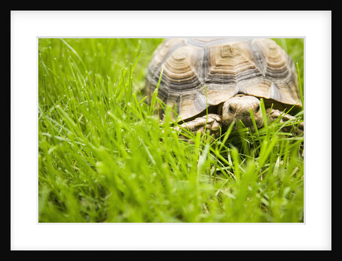 Tortoise in Meadow by Anonymous