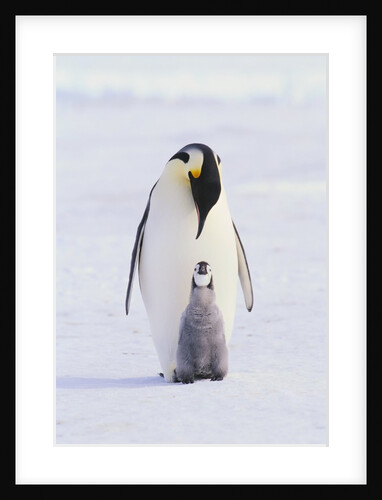 Emperor Penguin and Baby by Anonymous
