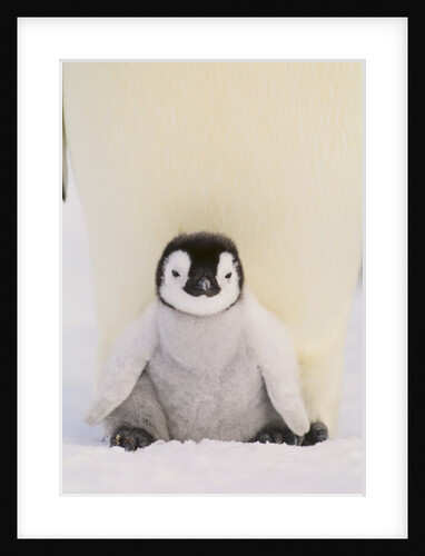 Emperor Penguin Protecting Offspring from the Cold by Anonymous