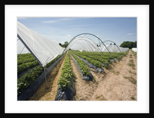 Strawberry Farm in England by Anonymous