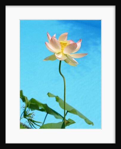 Lily by Swimming Pool by Anonymous