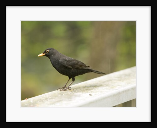 Male Blackbird Sitting on a Garden Rail in the Rain by Anonymous