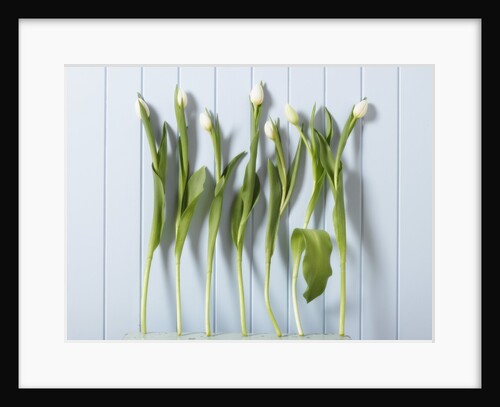 White Tulips in a Row by Anonymous