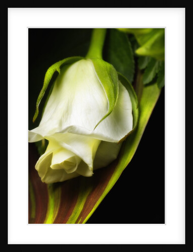 White Rose by Anonymous