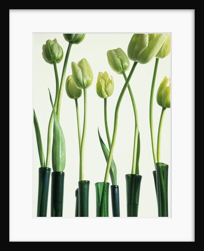 Green Tulips in Vases by Anonymous