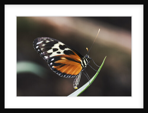 Hecales Longwing Butterfly Laying Egg by Anonymous