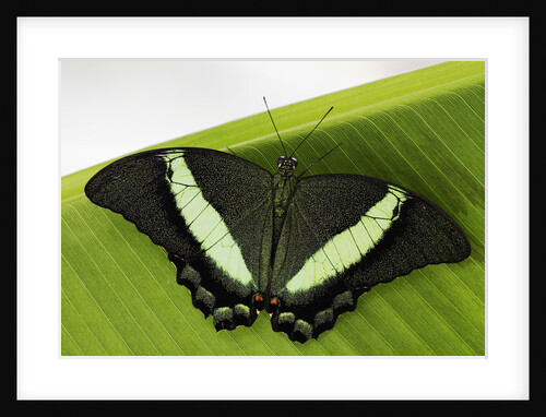 Green Banded Peacock Butterfly by Anonymous