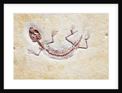 Lizard Fossil from Solnhofen Limestone Formation by Anonymous