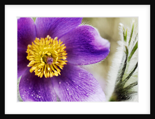 Pasqueflowers by Anonymous