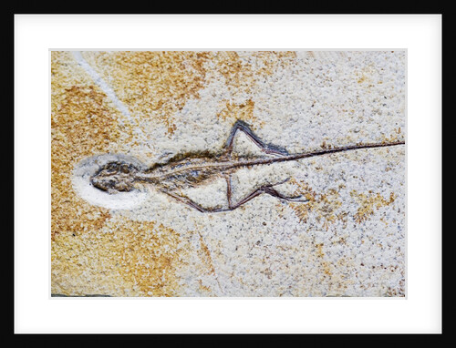 Lizard Fossil from Solnhofen Limestone Formation by Anonymous