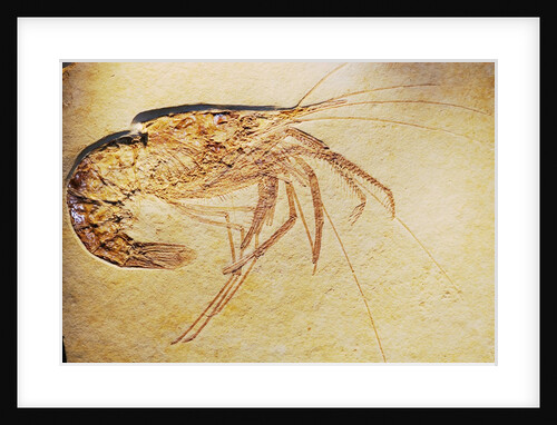 Crustacean Fossil from Solnhofen Limestone Formation by Anonymous