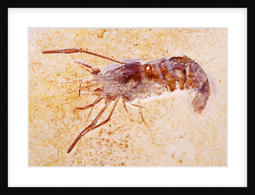 Crustacean Fossil from Solnhofen Limestone Formation by Anonymous