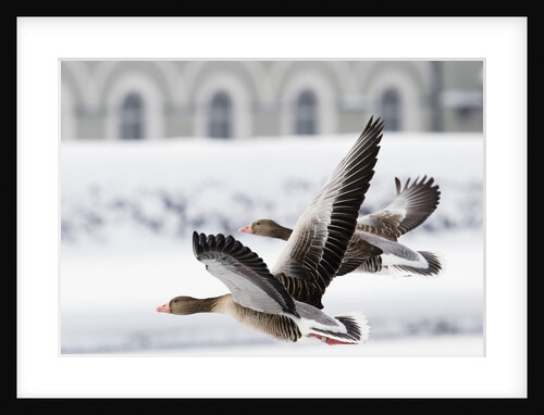 Greylag Geese in Flight by Anonymous