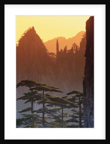 Mt. Huangshan Pine Trees by Anonymous