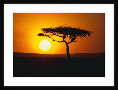 Sunset Behind a Tree by Anonymous