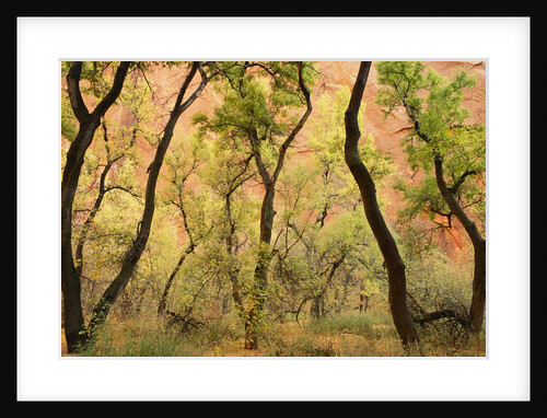 Cottonwood Trees by Anonymous