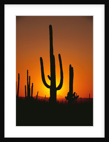 Sun Setting Behind Cacti by Anonymous