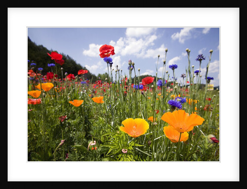 Wild Flowers in Meadow by Anonymous