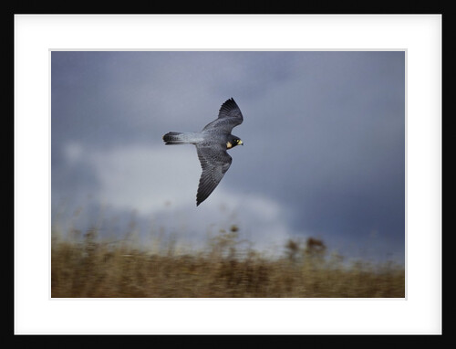 Peregrine Falcon in Flight by Anonymous