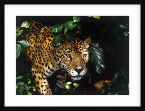 Jaguar in Rainforest by Anonymous