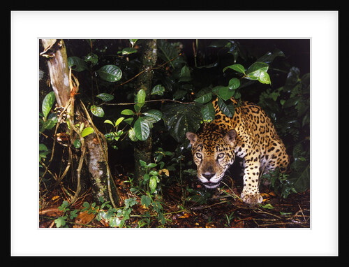 Jaguar in Rainforest by Anonymous