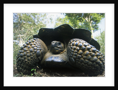 300 Pound Wild Galapagos Tortoise by Anonymous