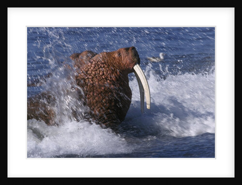Pacific Walrus in Surf by Anonymous