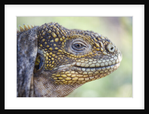 Close-up of Land Iguana by Anonymous