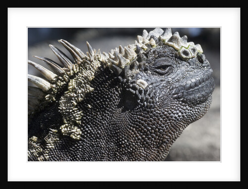 Close-up of Red Marine Iguana by Anonymous