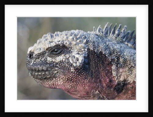 Close-up of Red Marine Iguana by Anonymous