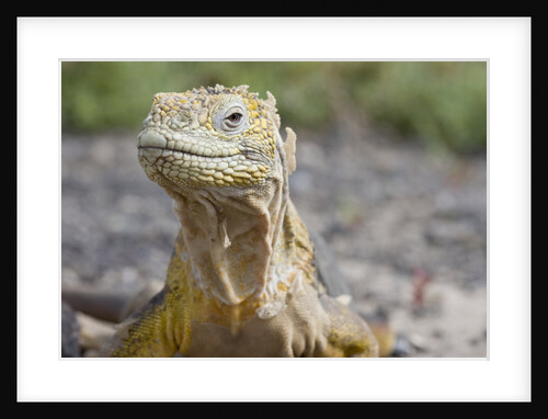 Close-up of Land Iguana by Anonymous
