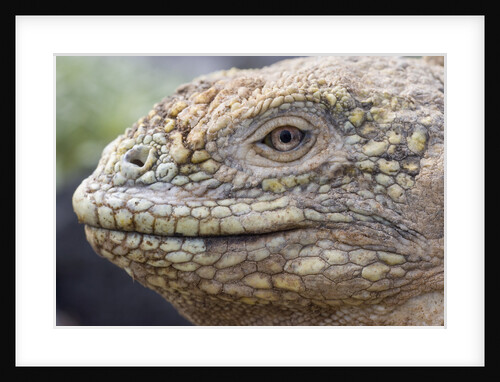 Close-up of Land Iguana by Anonymous