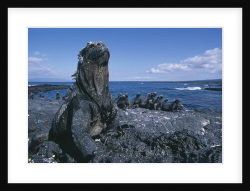 Red Marine Iguanas on Volcanic Rock by Anonymous