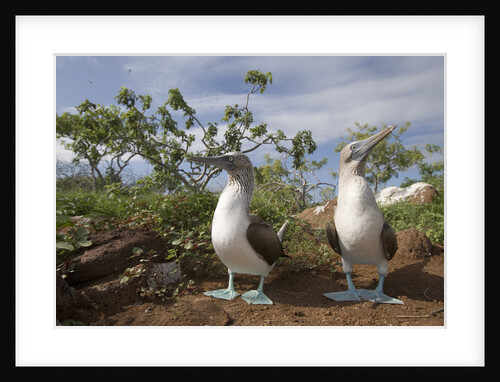 Pair of Blue-Footed Boobies by Anonymous