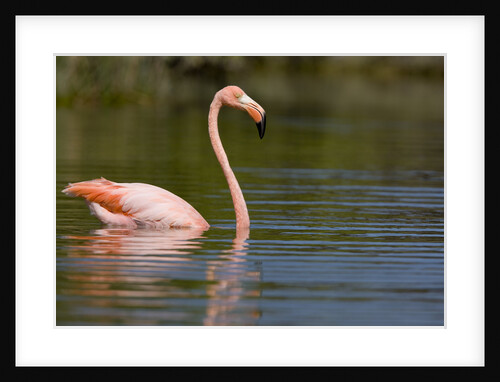 American Flamingo in Water by Anonymous