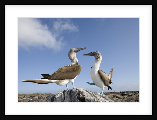 Pair of Blue-Footed Boobies by Anonymous