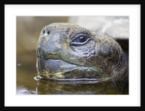 Close-up of Giant Tortoise Head by Anonymous