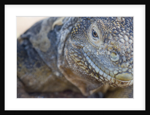 Close-up of Land Iguana by Anonymous