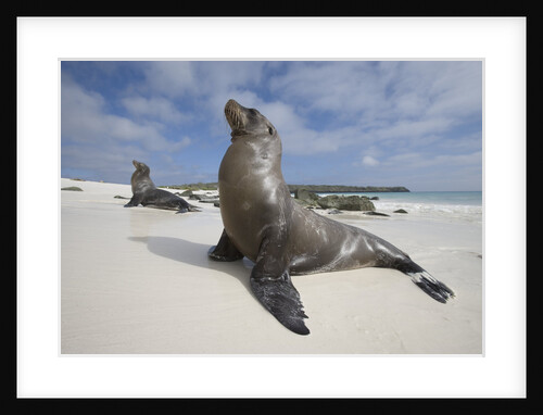 Galapagos Sea Lions by Anonymous