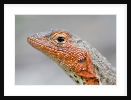 Close-up of Lava Lizard by Anonymous
