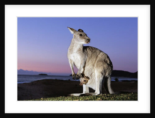 Eastern Gray Kangaroo by Anonymous