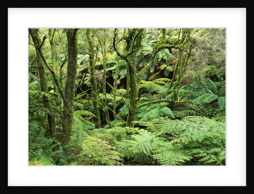 Temperate Rain Forest in Australia's Otway Range by Anonymous