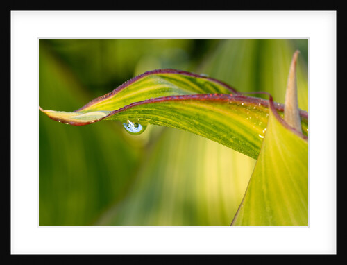 Water Droplet on a Leaf by Anonymous