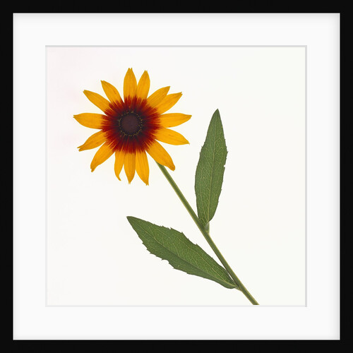 Black-Eyed Susan by Anonymous