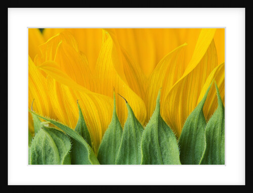 Sunflower by Anonymous